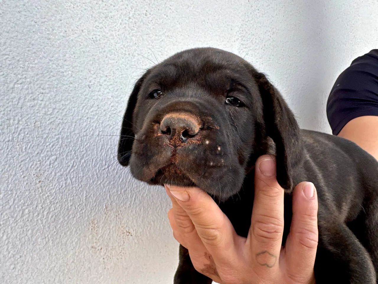 Filhote de Cane Corso  - Foto 2