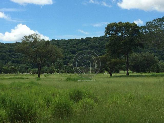 Chacara 40 hectares em mimoso - Foto 13