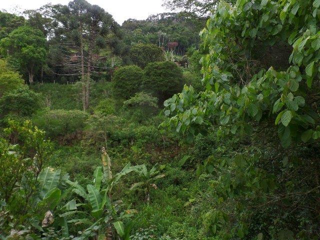 139 - Sitio em Pessegueiros - Teresópolis - R.J - Foto 3
