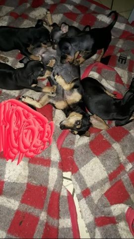 Vendo pinscher numero 1