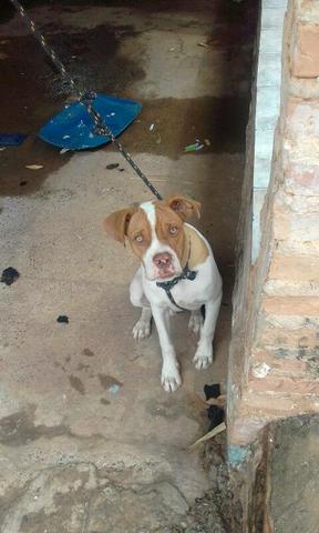 Cachorro boxe - Foto 2