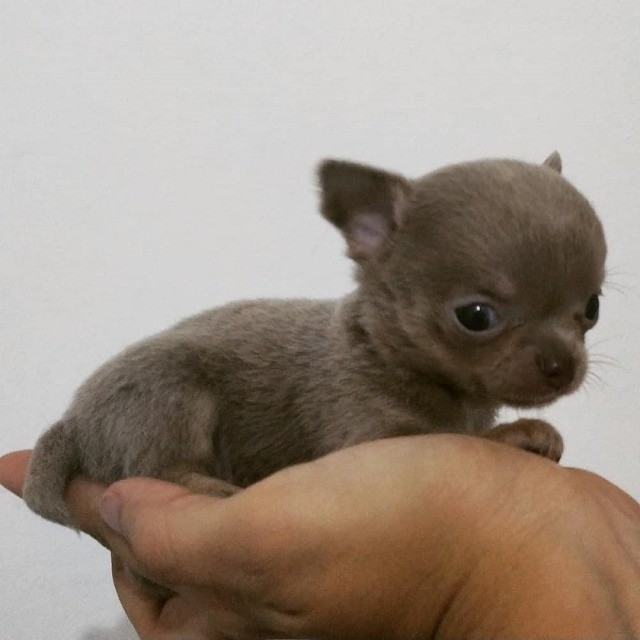 Chihuhua machinho mini - Cachorros e acessórios - Jardim Petrópolis,  Campinas 1260340281