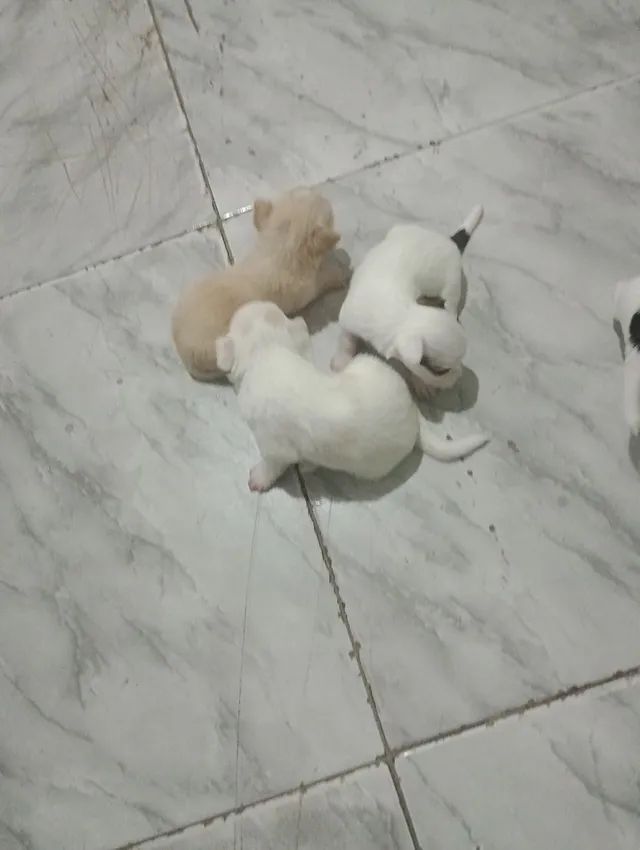 Cachorro pudo com yorhsire - Foto 2