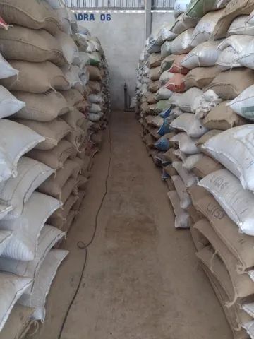 Café arábica cru, em pó ou grão 