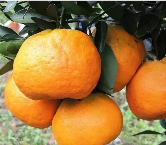 Mudas enxertadas - Tangerina Pokan - Foto 2