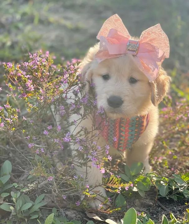 Três filhotes Golden Retriever  - Foto 4