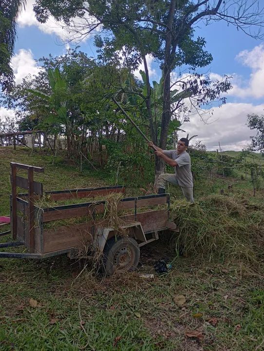 Serviços de limpeza e jardinagem  - Foto 3