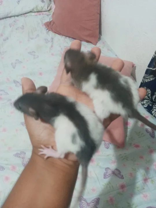 Ratinho já com entrega  - Foto 4