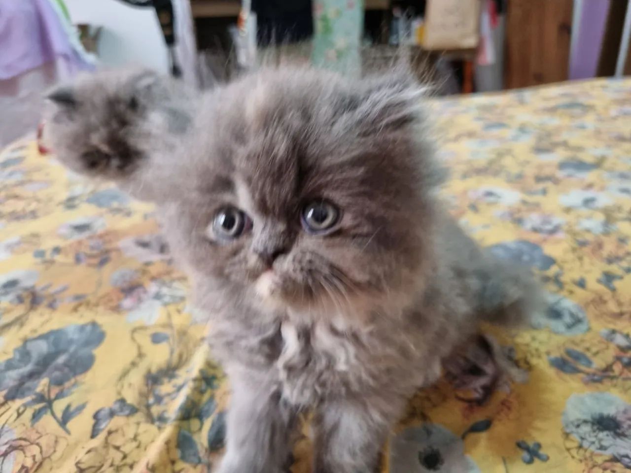 Gato Persa Blue disponível 12x 89