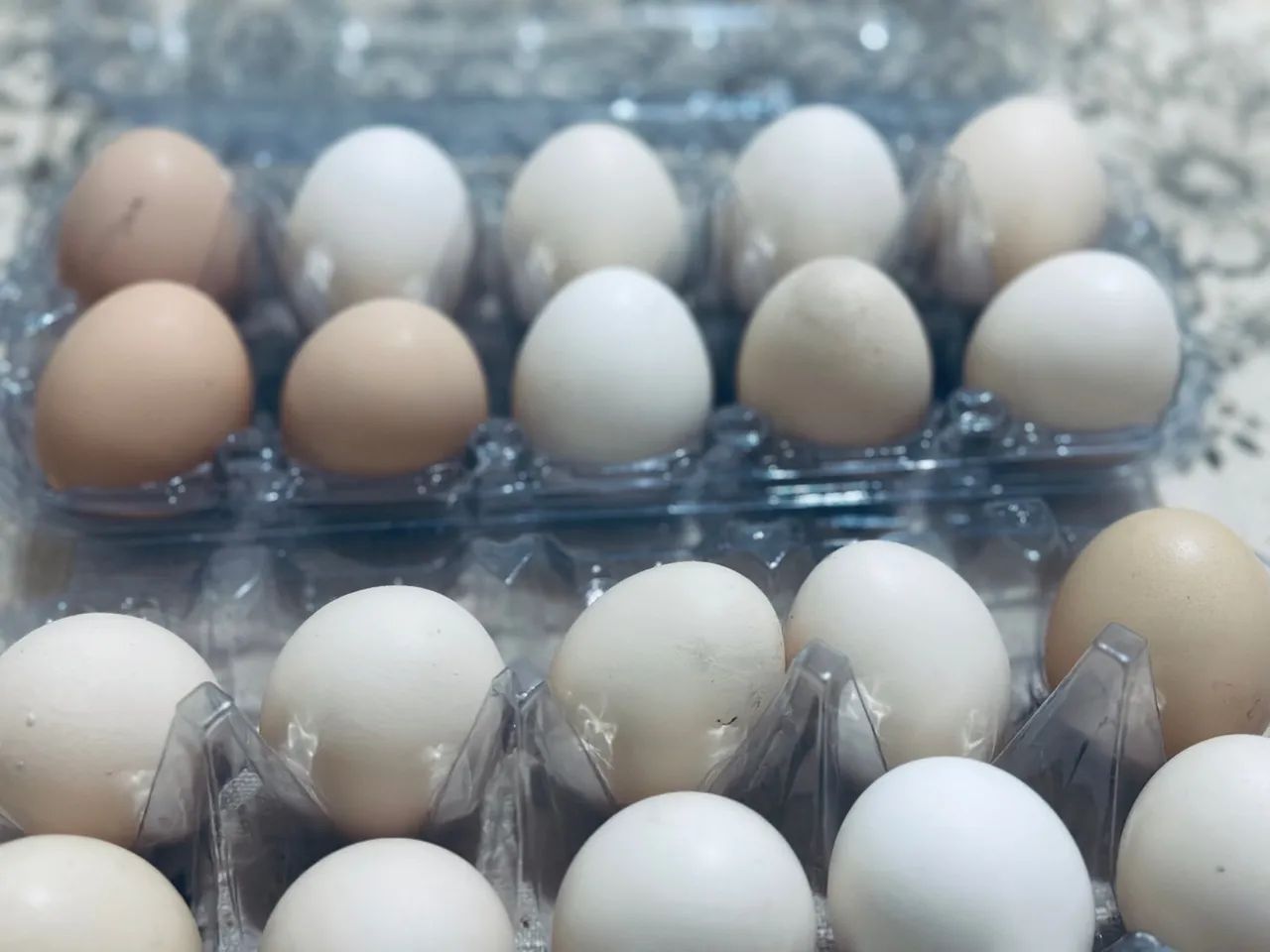 Ovos brancos de galinha caipira - frescos e saborosos