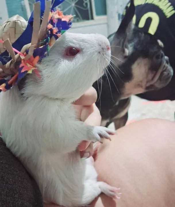 Casal de  porquinhos da índia fofinhos  - Foto 4