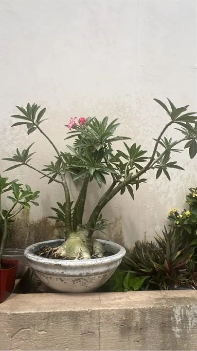 Rosas do deserto Adultas , preços variados  - Foto 4