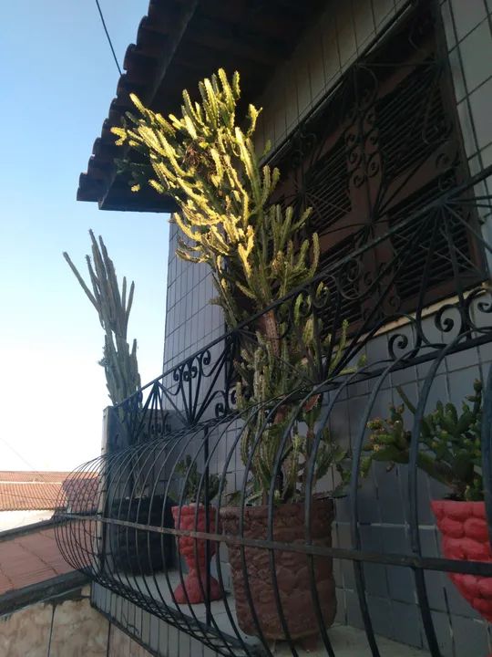 Cacto candelabro 5 anos no vaso - Foto 4