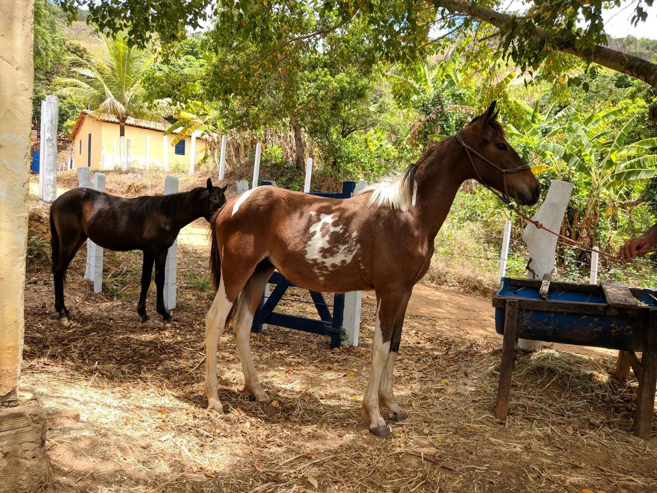 Potro mangalarga  - Foto 3