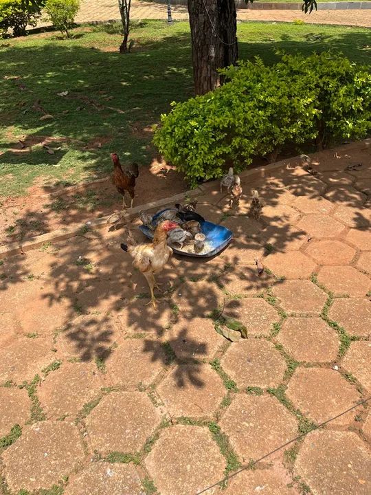 Galinhas, frangos, pintos e galos. - Foto 2