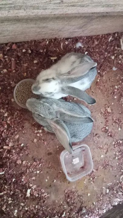 Coelho "Gigante de Flandres)