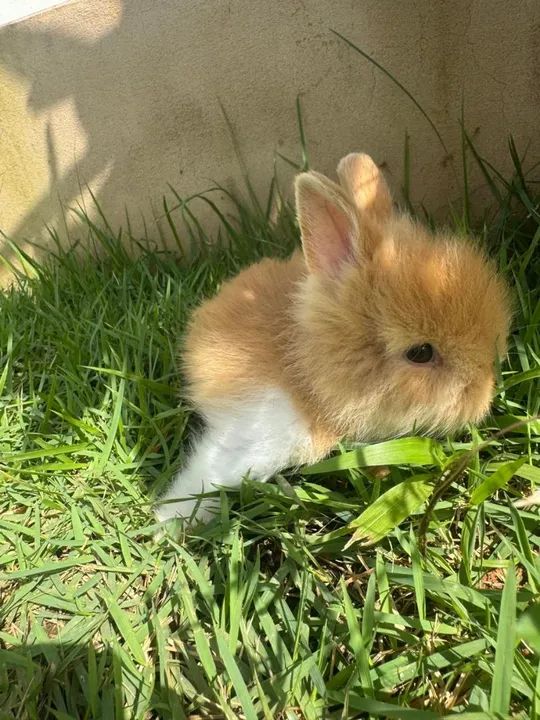 Coelhinho da raça anão de pelagem longa - Foto 6