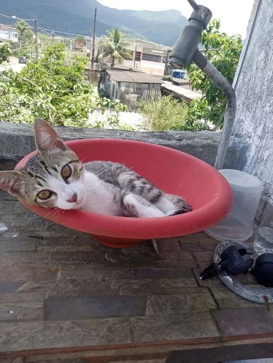 Filhote resgatado,,para adoção com amor 