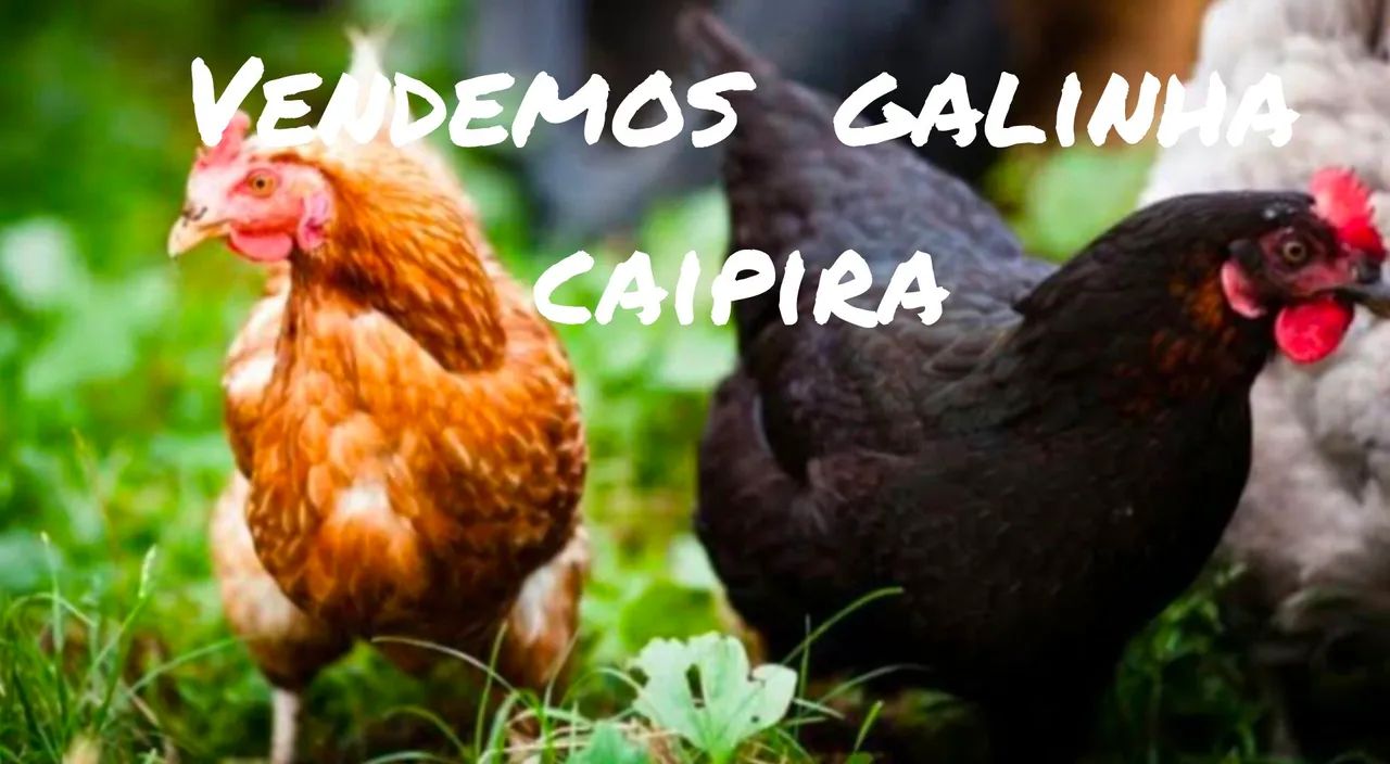 Leite,galinha e estrume de gado  - Foto 2