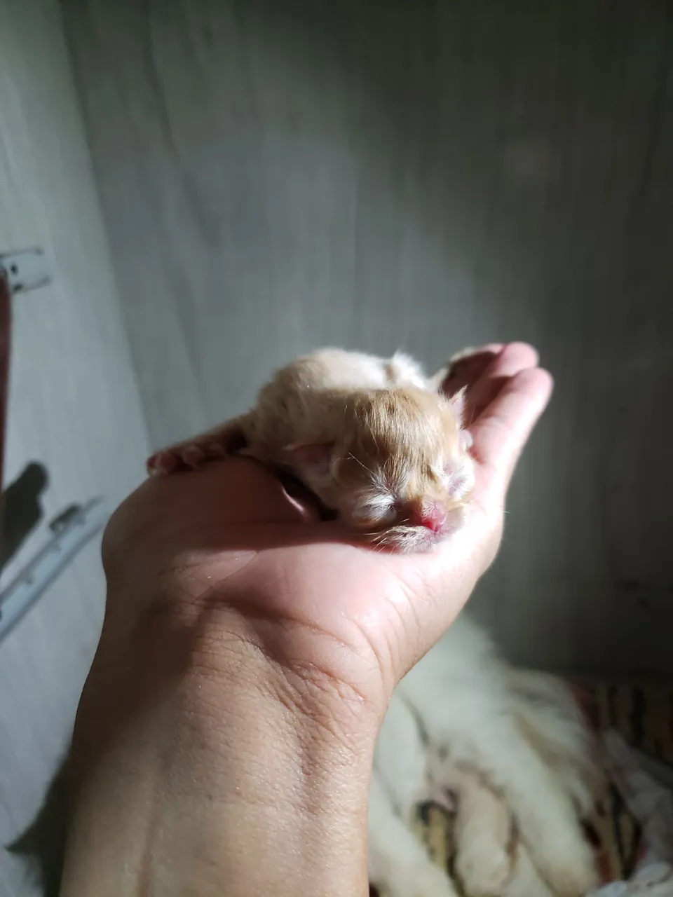 Gatinhos persa macho e femea