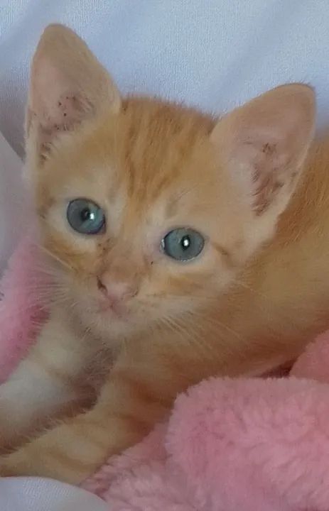 Gata laranja de olhos azuis com 40 dias - Foto 5