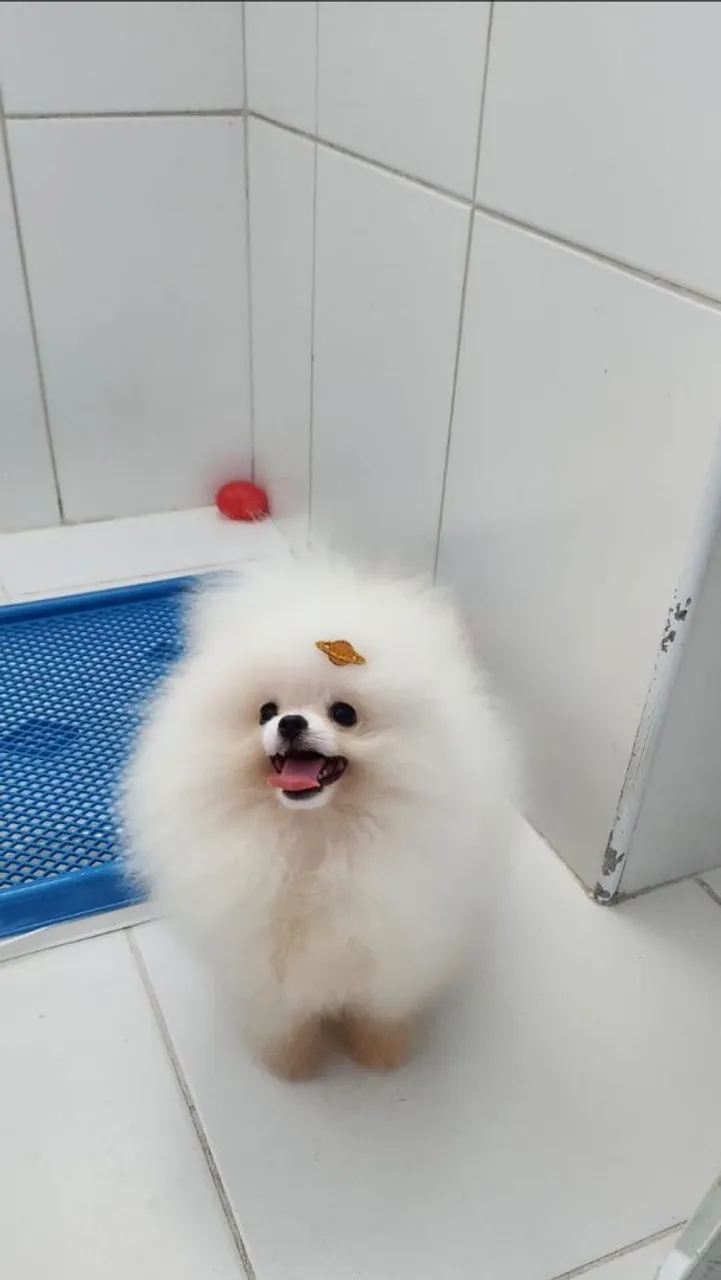 Lulu da Pomerania- COMPANHIA 