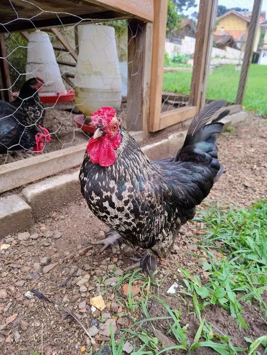 Galo adulto mistura de raças ornamentais 