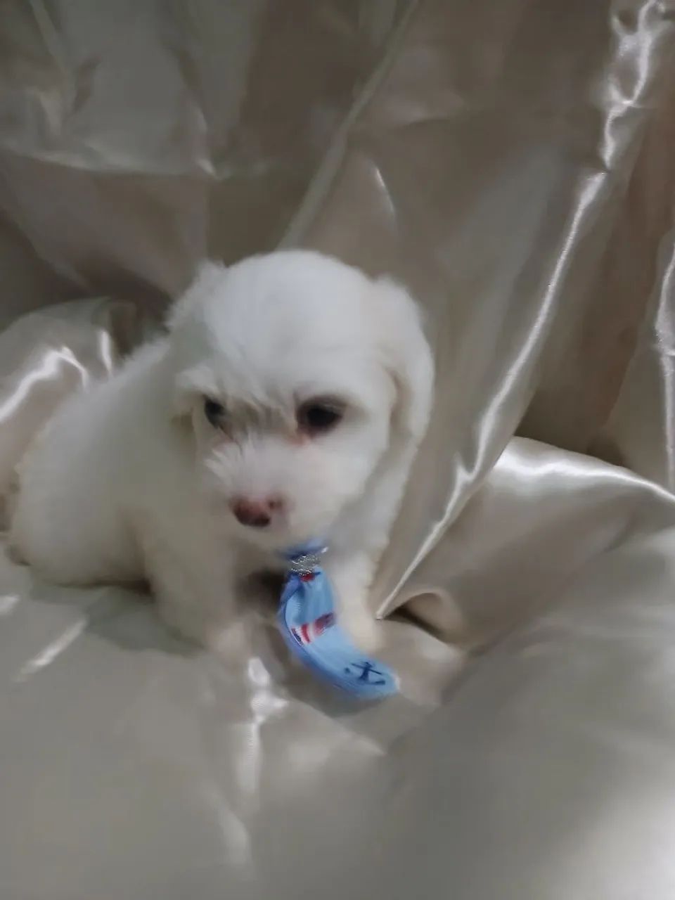 Filhotes de Maltês macho e fêmea - Lindíssimos! - Foto 2