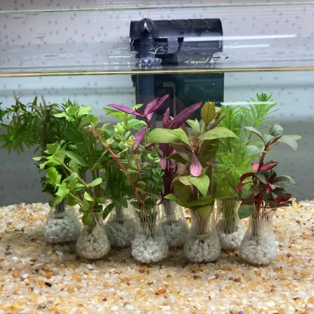 Plantas Naturais e Acessórios para Aquários