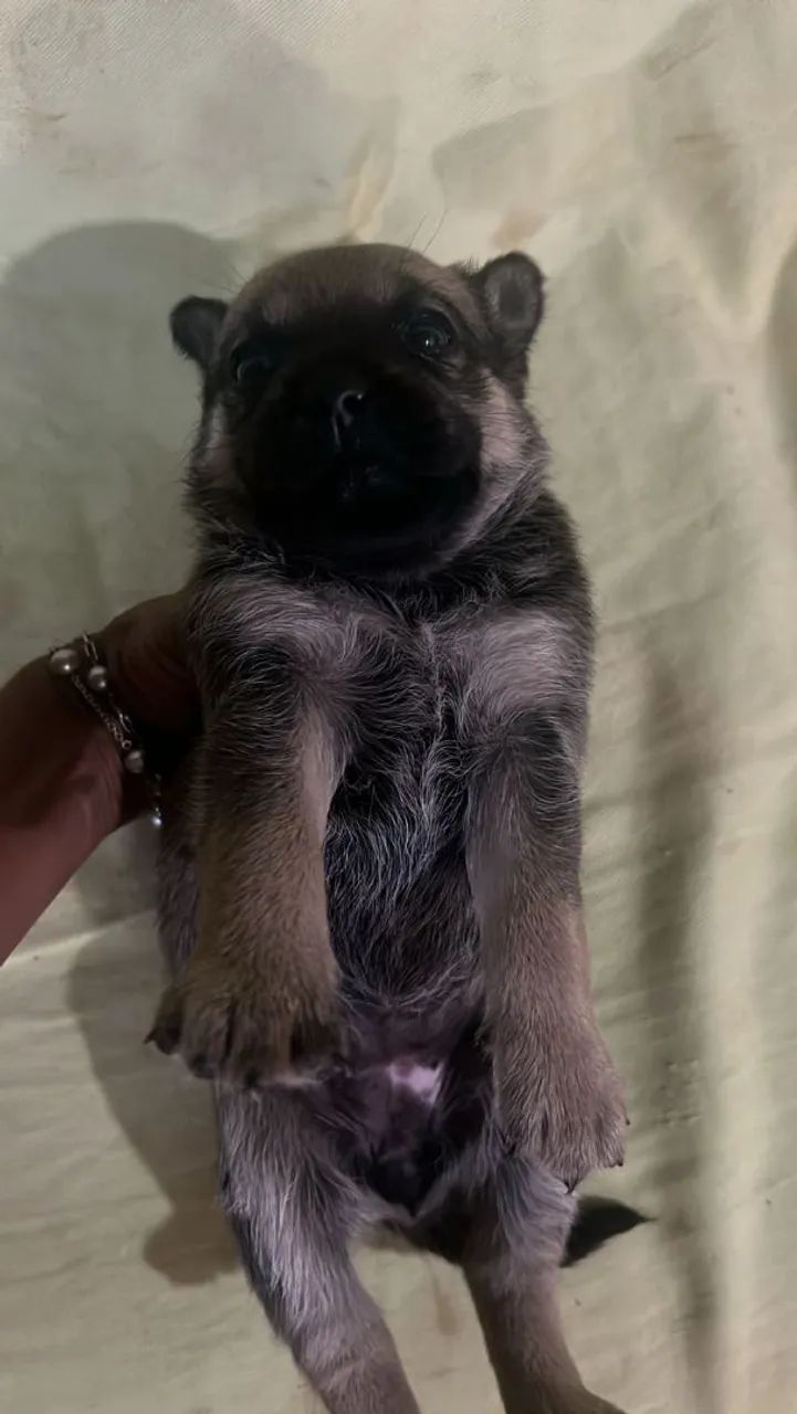 Lulu X pincher   180.00 - Foto 3