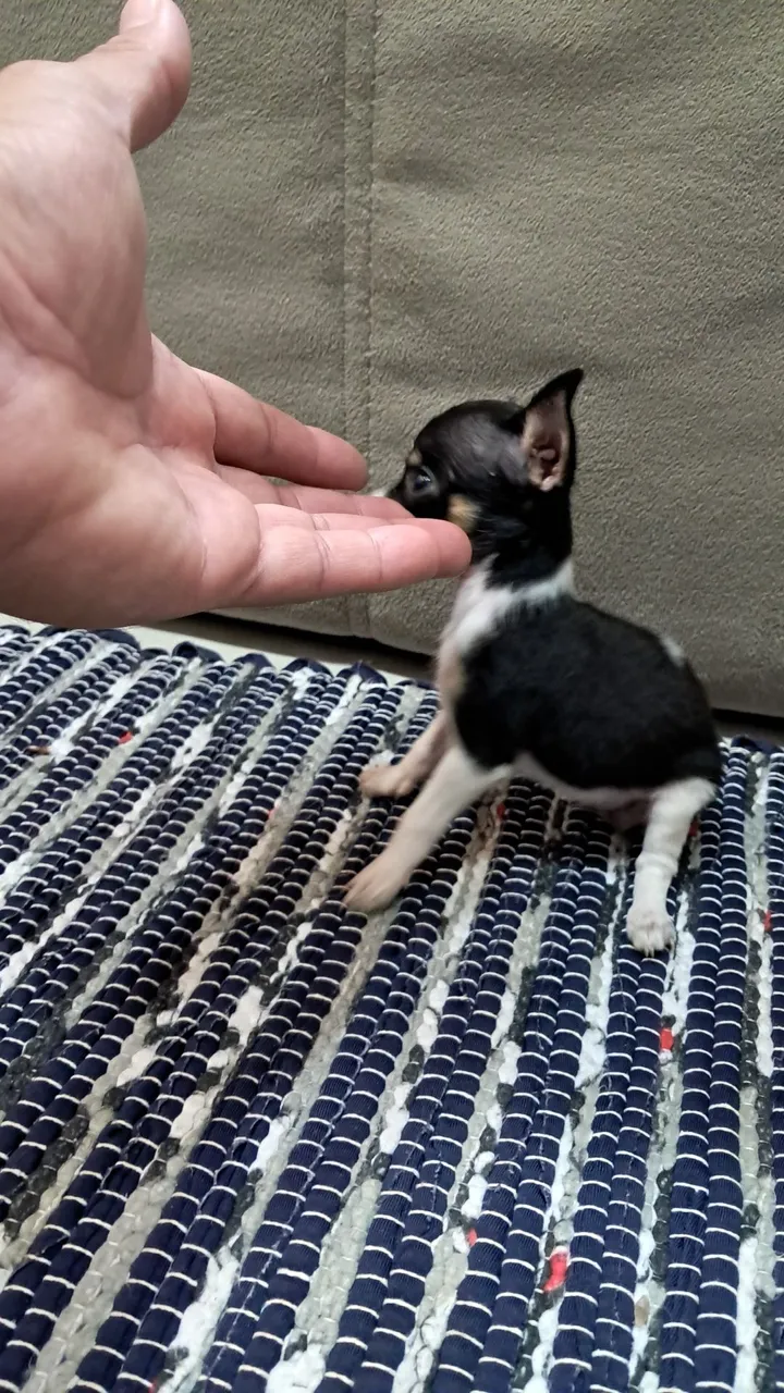 Filhote femea pinsher!Minúscula