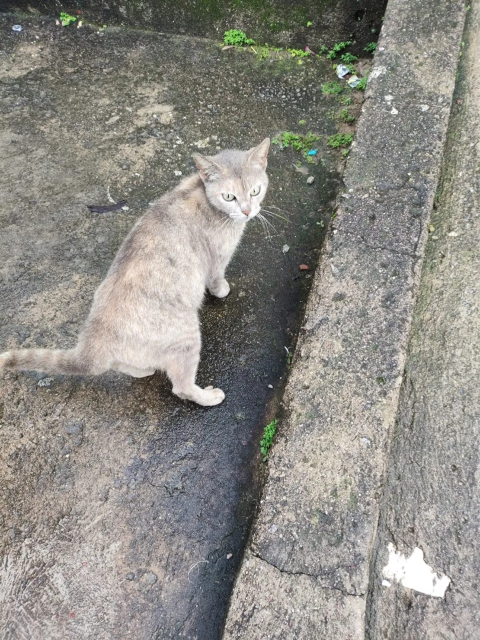 Gatinha cinza para adoção
