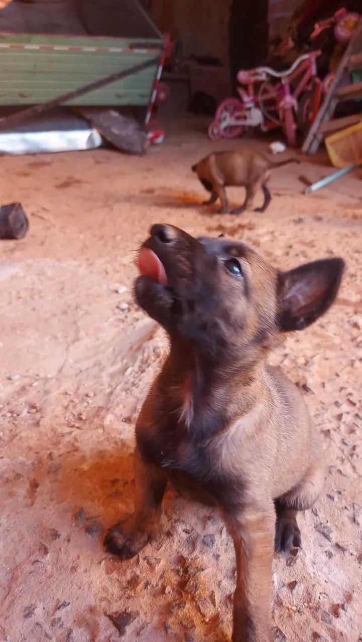 Pastor malinoa Cachorros Jardim dos Ipês II, Sumaré 1443169637