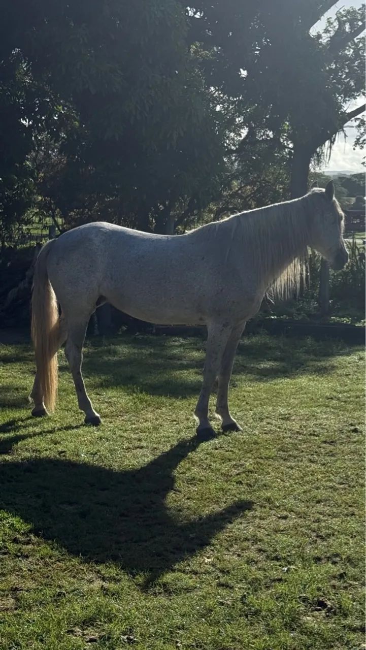 Égua de patrão,Manga Larga,Marcha picada. - Foto 2