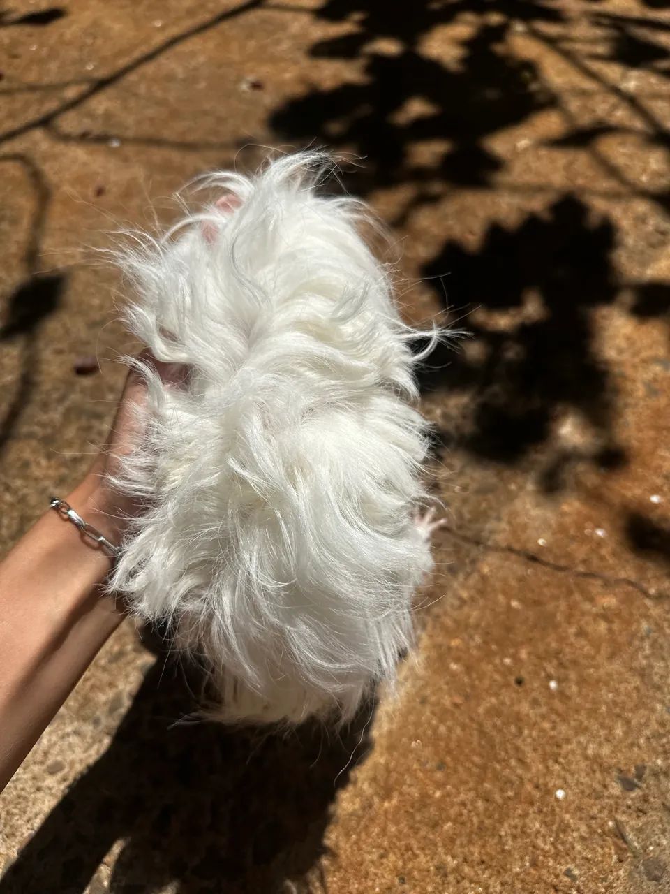 Porquinho da india texel/alpaca pelo longo  - Foto 3