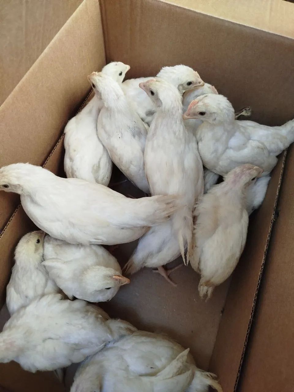 Pintinhos postura e caipira - Foto 3