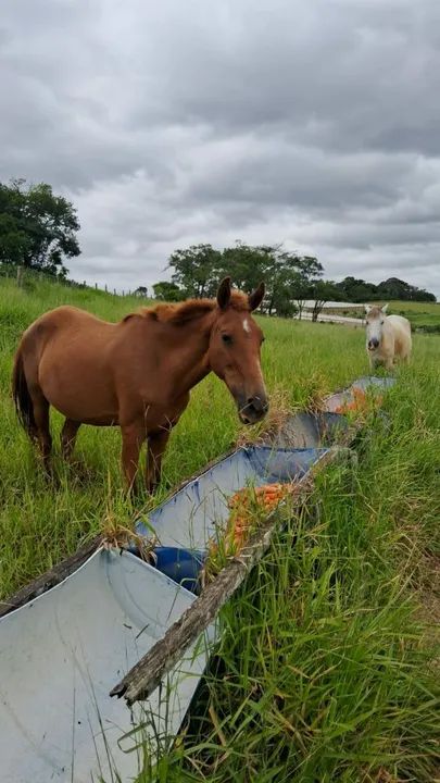 Égua Boa de charrete Prenha de mangalarga mineiro pampa marcha picada  - Foto 3