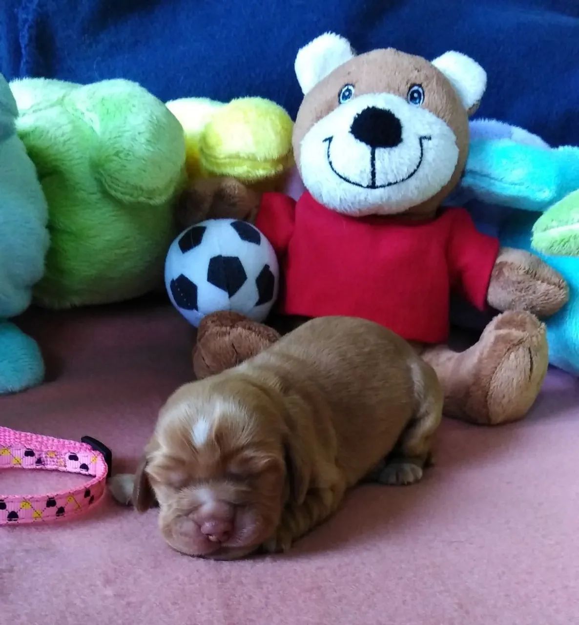 Cocker Spaniel Inglês  - Foto 4