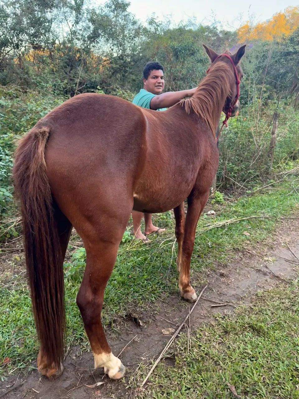 Potra QM sem papel  - Foto 4