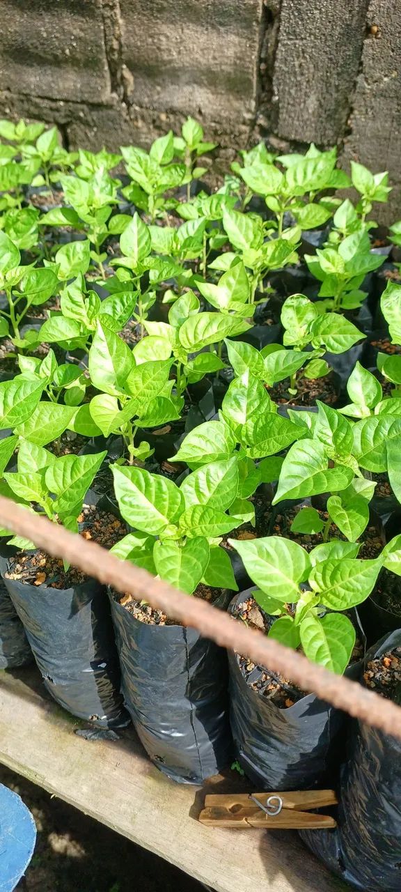 Mudinhas de Pimenta em Sacola - Cultive seu tempero! - Foto 3