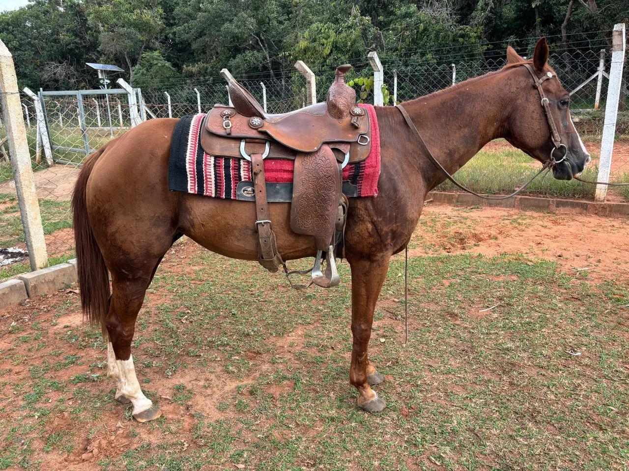 Égua Quarto de Milha  - Foto 2
