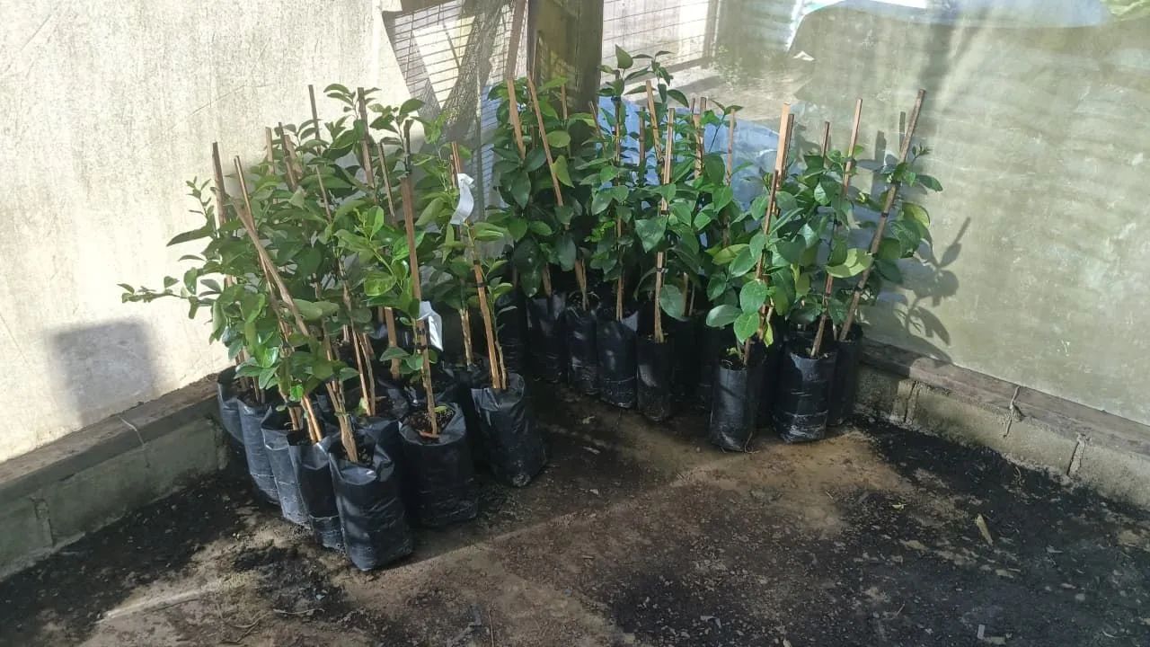 Enxertos e Mudas 64298580744577121