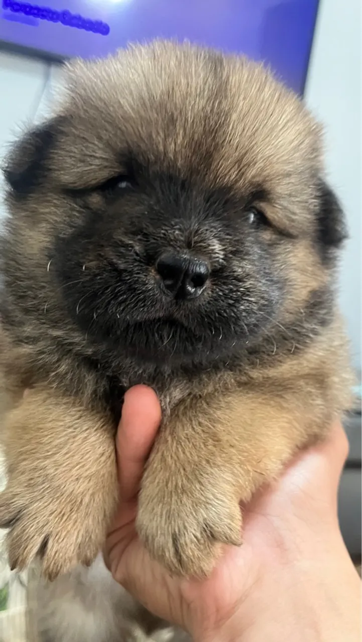 Filhote de Chow-Chow!