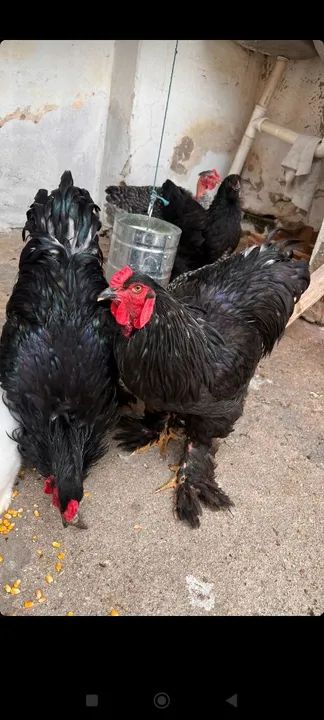 Galo Brahma Black Puro