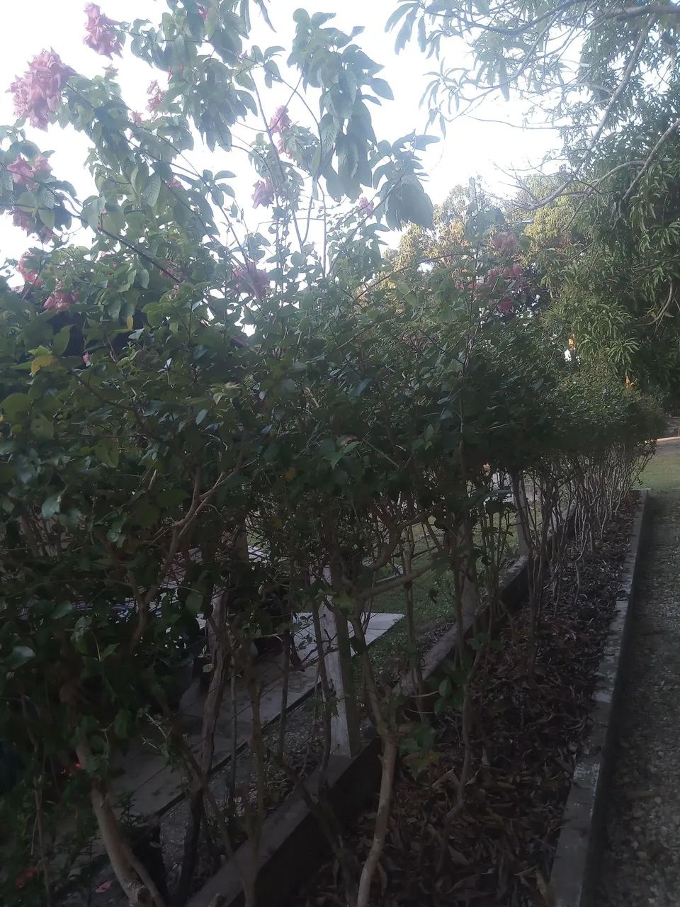 Mudinhas de Plantas pitangas- Diversas Espécies - Foto 2