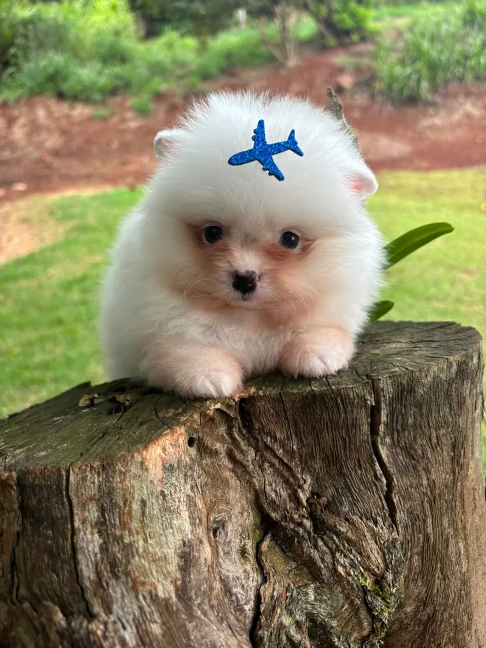Vendo Fêmea e Macho de Spitz Lulu da pomerania