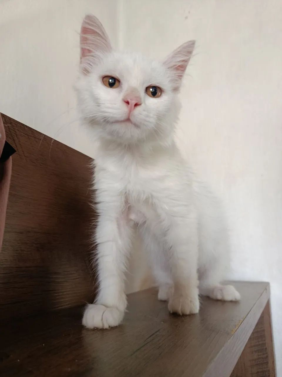 Gato filhote para adoção