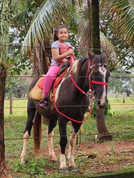 Vende cavalo paint horse - Foto 5