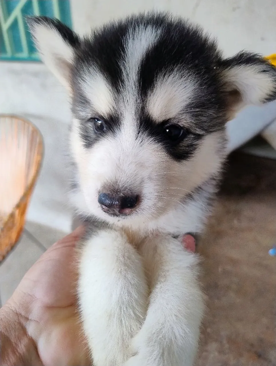 Filhote de Husky Siberiano - Pelúcia de Fofura!
