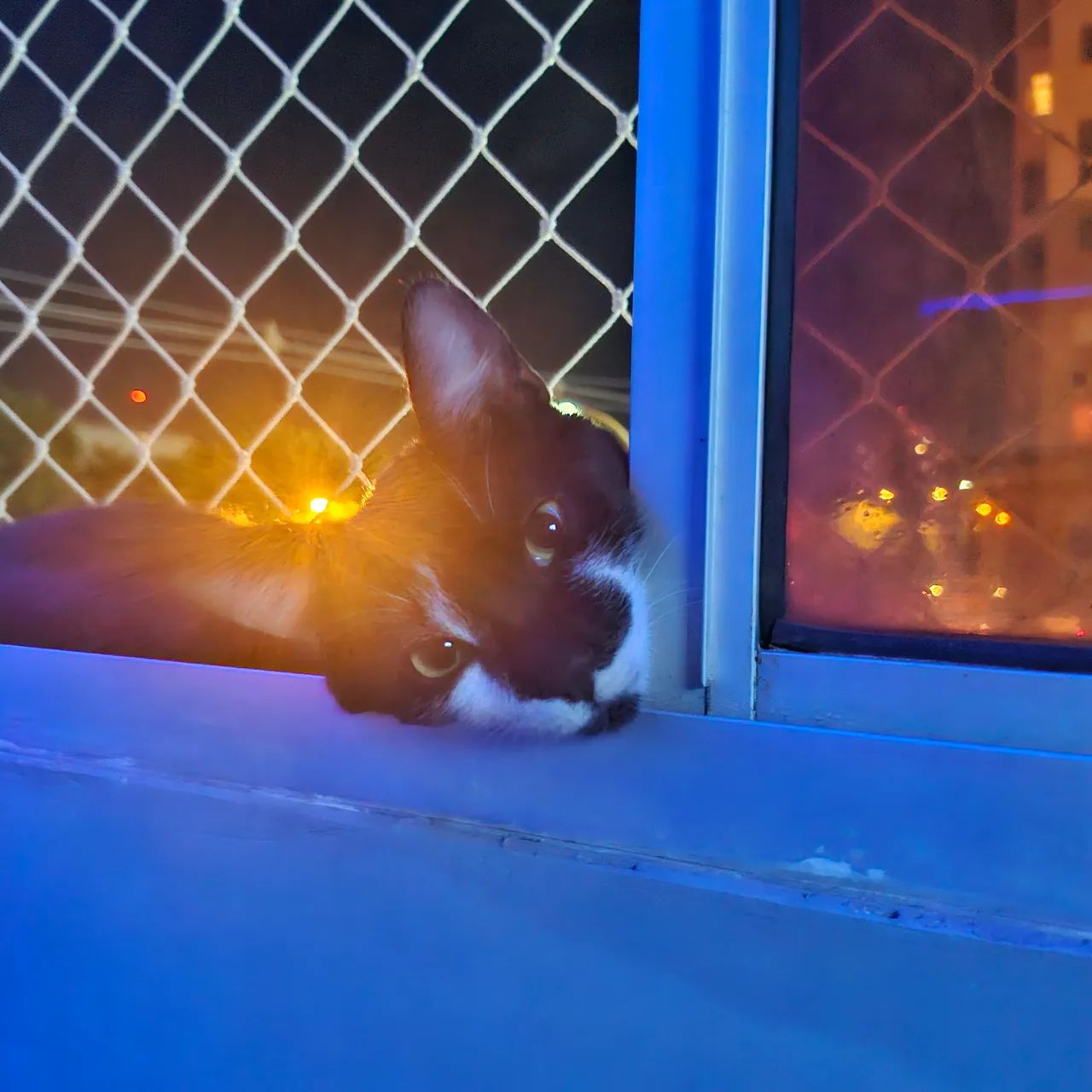 Gato de um ano e oito meses para adoção - Foto 3